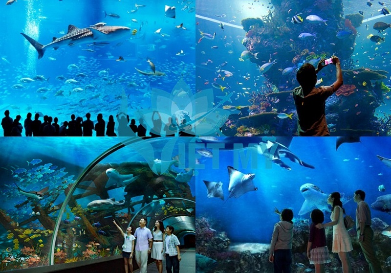 chiem-nguong-thuy-cung-sea-aquarium-singapore