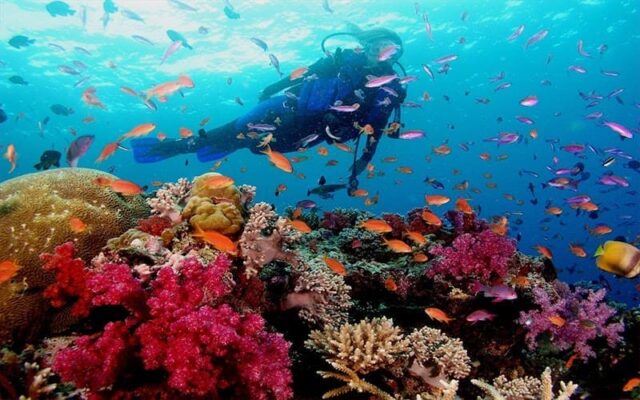 Tour Quy Nhơn Phú Yên trọn gói