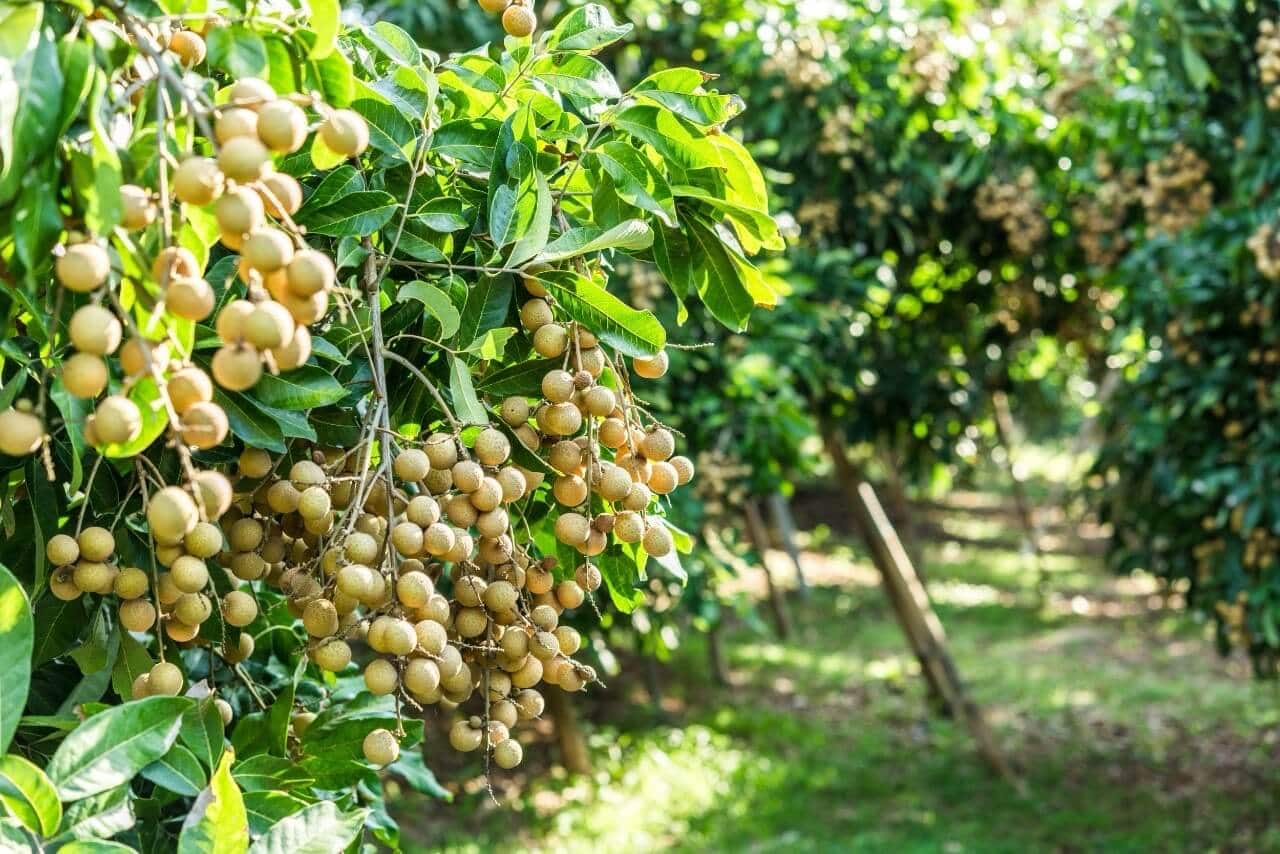 Tự tay hái và thưởng thức các loại trái cây chín mọng ngay tại vườn