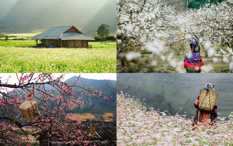 Mộc Châu vào các mùa hoa trong tour Mai Châu Mộc Châu 2N1Đ