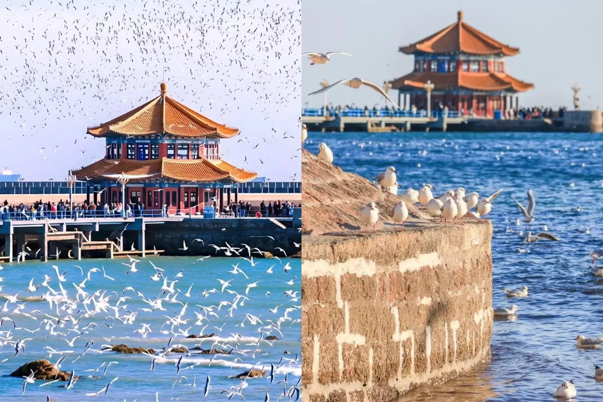 Toàn cảnh thành phố biển Thanh Đảo rực rỡ về đêm tour Like Tour.