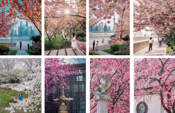 Mùa hoa anh đào rực rỡ trong tour Thượng Hải 5N4Đ mùa hoa đào.