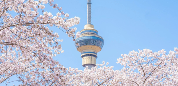 Ngắm tháp truyền hình Đông Phương Minh Châu rực rỡ sắc hoa anh đào.