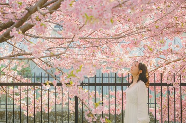 Du khách check-in cùng hoa đào rực rỡ tại Trung Quốc.