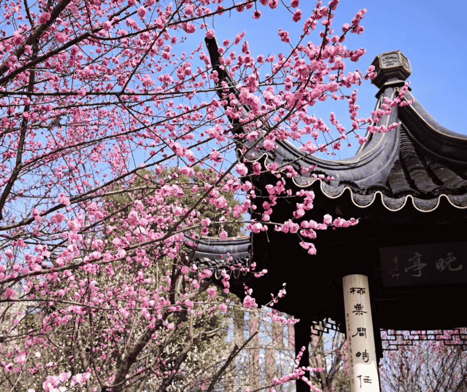 Hoa anh đào nở rộ bên mái đình cổ kính trong tour Thượng Hải