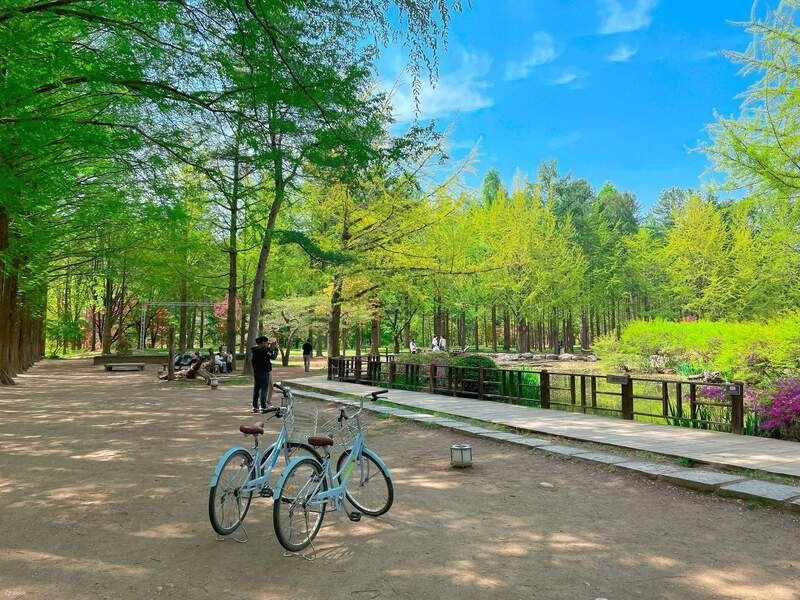 Đảo Nami tour Hàn Quốc dưới mùa hè hàng cây xanh má