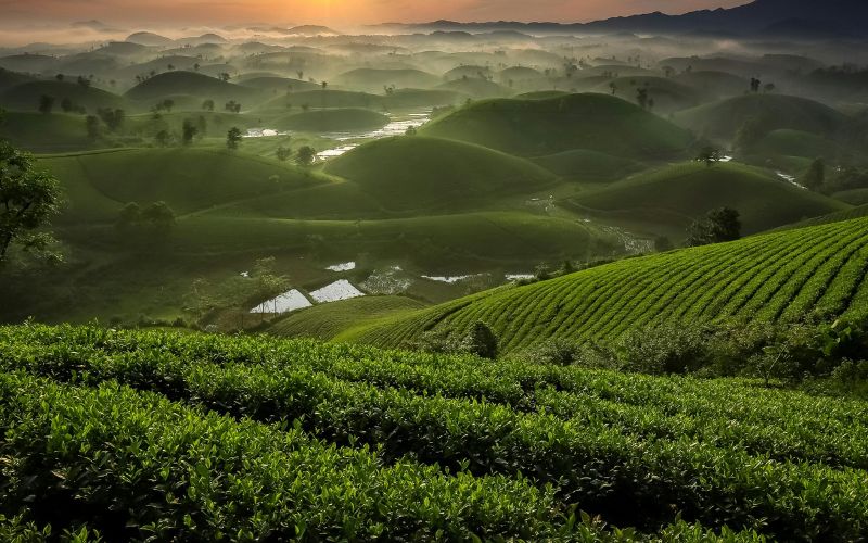 Đồi chè Long Tĩnh mát mắt - đặc trưung của phong cảnh Hàng Châu.