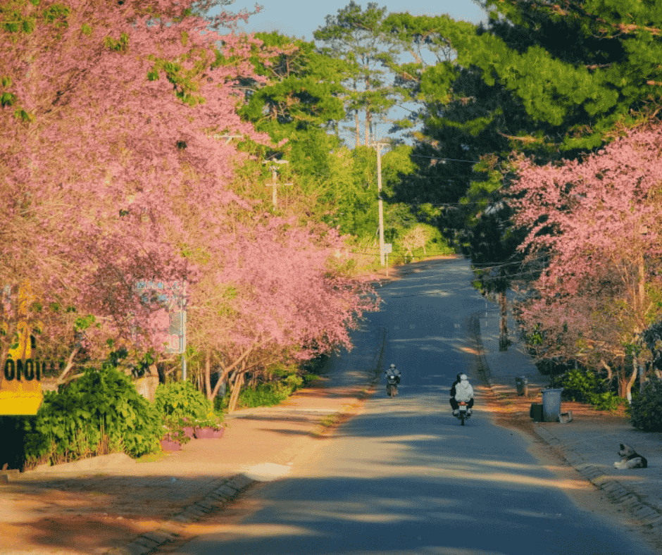 Hoa đào nở rộ trong tour Măng Đen Tết 2026