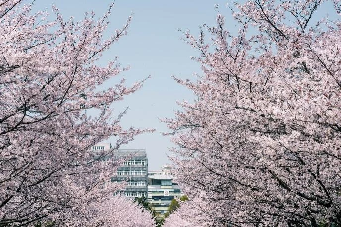 Tour du lịch Thượng Hải mùa hoa anh đào